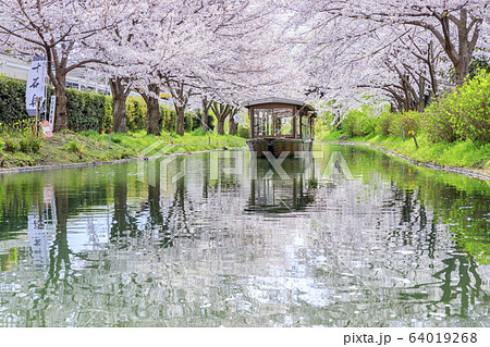 伏見 桜 伏見 桜 64019268
