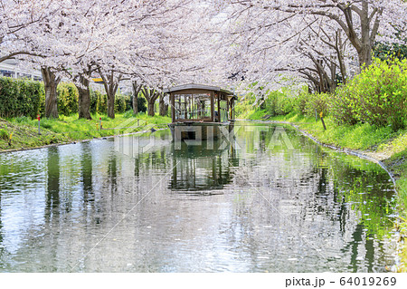 伏見　桜 64019269