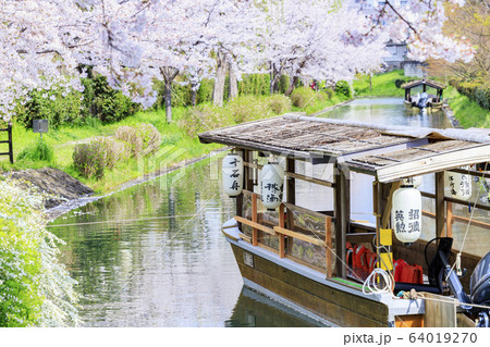 伏見　桜 64019270