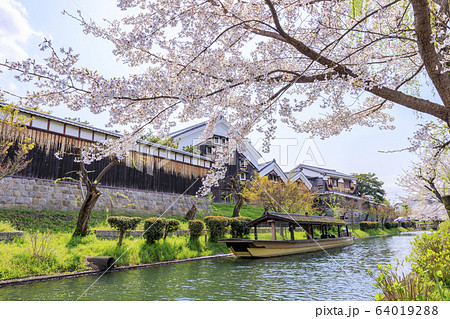 伏見 桜 伏見 桜 64019288