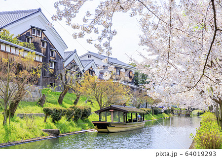 伏見 桜 伏見 桜 64019293