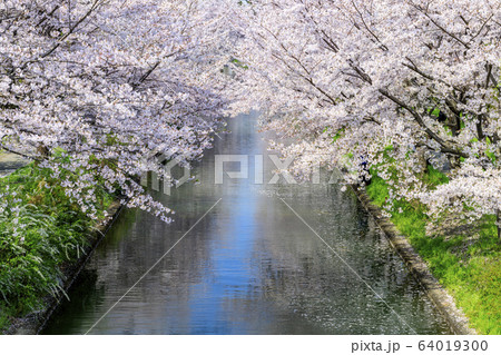 伏見 桜 伏見 桜 64019300