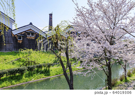 伏見　桜 64019306