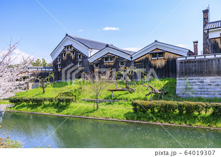 伏見 桜 伏見 桜 64019307