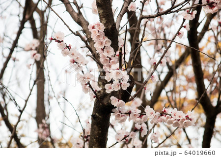 春 桜 木 64019660