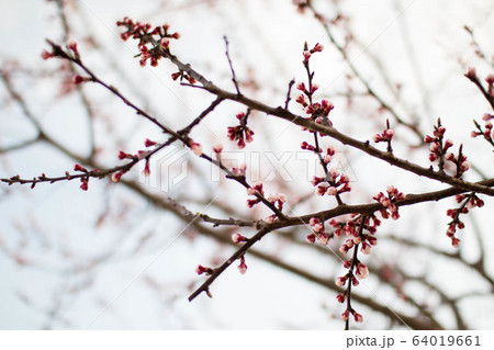木の枝 季節 つぼみ 64019661