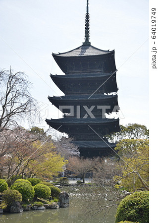 【京都府】世界遺産・東寺の春景色 64019749