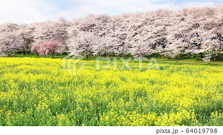 権現堂堤の桜 64019798