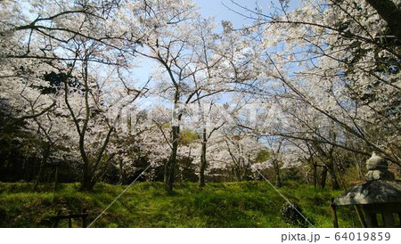 桜満開 64019859
