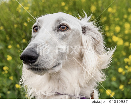 菜の花と白い大型犬の写真素材