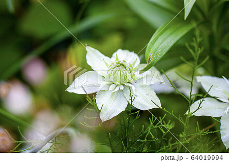 クレマチス 白万重（シロマンエ） 64019994
