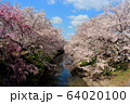 奈良・佐保川の桜 64020100