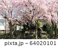 奈良・大仏鉄道記念公園の桜 64020101