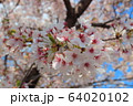 桜の花びら 64020102