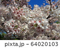 桜の花 64020103