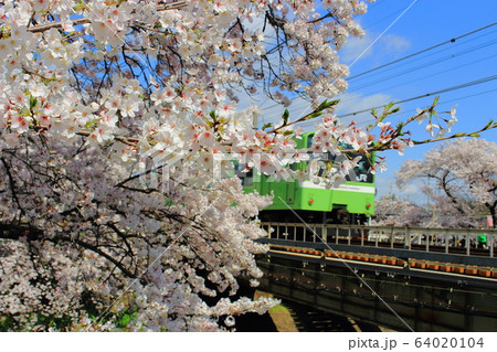 奈良・佐保川の桜と電車 奈良・佐保川の桜と電車 64020104