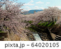 奈良・佐保川の桜 64020105