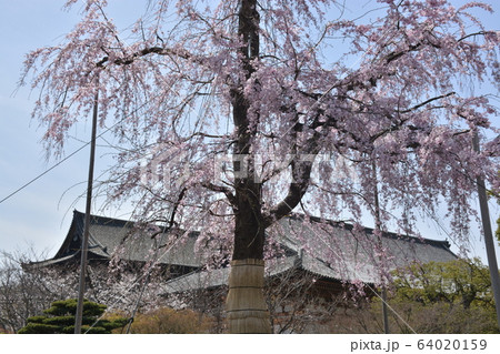 【京都府】世界遺産・東寺の講堂・金堂と不二桜 【京都府】世界遺産・東寺の講堂・金堂と不二桜 64020159