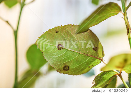 黒点病になったバラの葉っぱ 黒点病になったバラの葉っぱ 64020249
