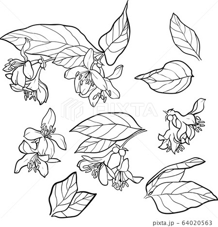 Set of small flowers isolated on a white background, hand painted illustration of weigela 64020563