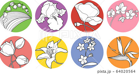 set of vector spring blossom, wildflower, iris, orchid, forget-me-not, strelitzia, may-lily, lily, poppy, tulip 64020564