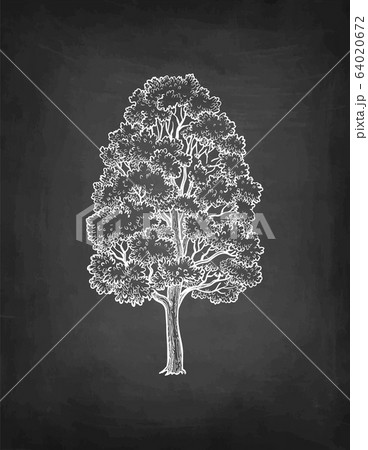 Chalk sketch of maple tree. 64020672
