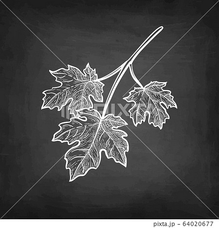 Chalk sketch of maple branch. Chalk sketch of maple branch. 64020677