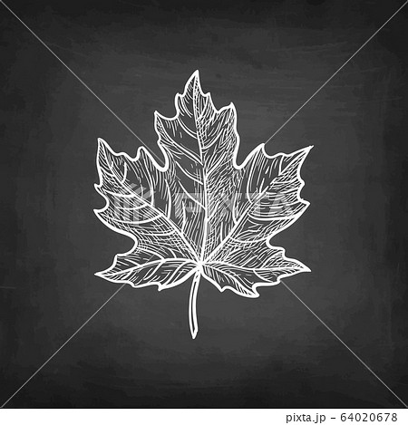 Chalk Sketch Of Maple Leaf のイラスト素材