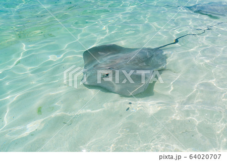Stingrays swim in crystal clear water in Fulidhoo island beach, Maldives 64020707
