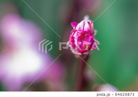 macro blooming buds of pink cherries. Background with flowers on a spring day. macro blooming buds of pink cherries. Background with flowers on a spring day. 64020873
