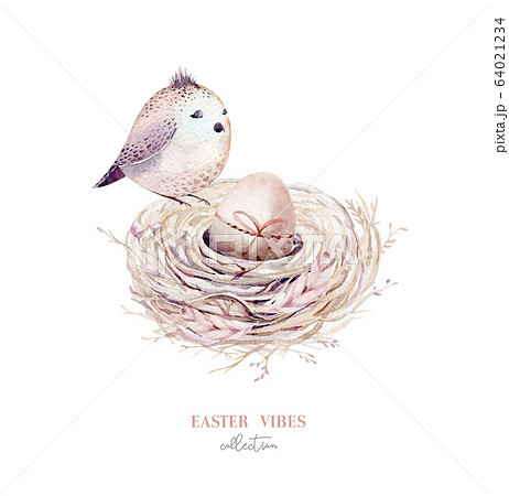 Hand drawn watercolor bird nest with eggs, easter spring design 64021234