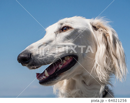 白い大型犬のアップ の写真素材