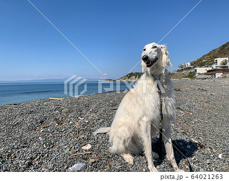 海岸で散歩をする白い大型犬の写真素材