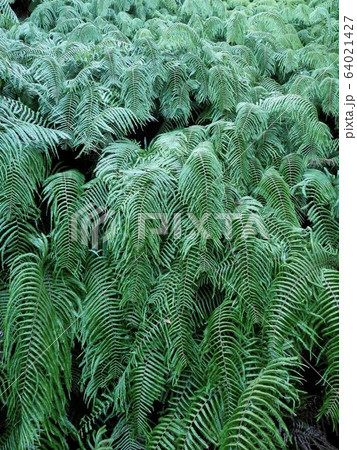 大久野島のシダ　ウラジロ　（Gleichenia japonica） 64021427