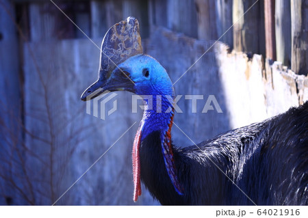 ヒクイドリ ヒクイドリ 64021916