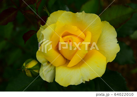 花びら 花 葉 64022010