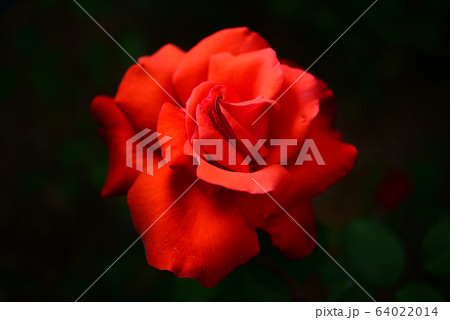 花びら 花 葉 64022014