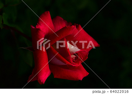 花びら 花 葉 64022016