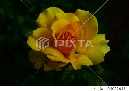 花びら 花 葉 64022031