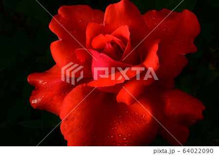 花 花びら バラ 64022090