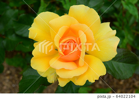 花 花びら バラ 64022104