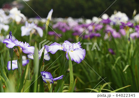 あやめの花 あやめの花 64022345