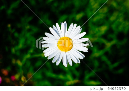 花びら 花 春 64022370