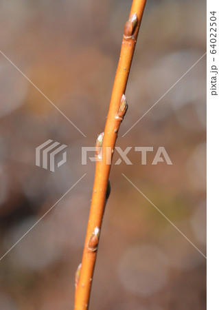 White willow White willow 64022504