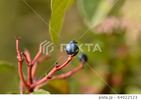 Laurustinus Laurustinus 64022523