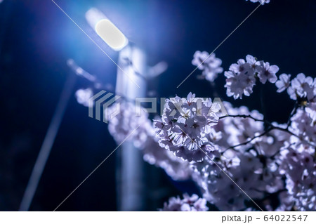 電車と夜桜 64022547