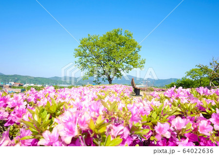 自然 春 畑 64022636