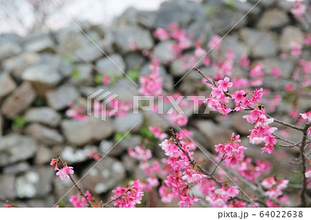 今帰仁城 64022638