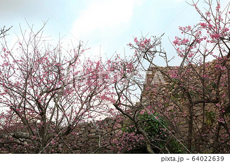 今帰仁城 64022639