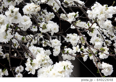 黒背景に白い花モモ 笛吹市 の写真素材